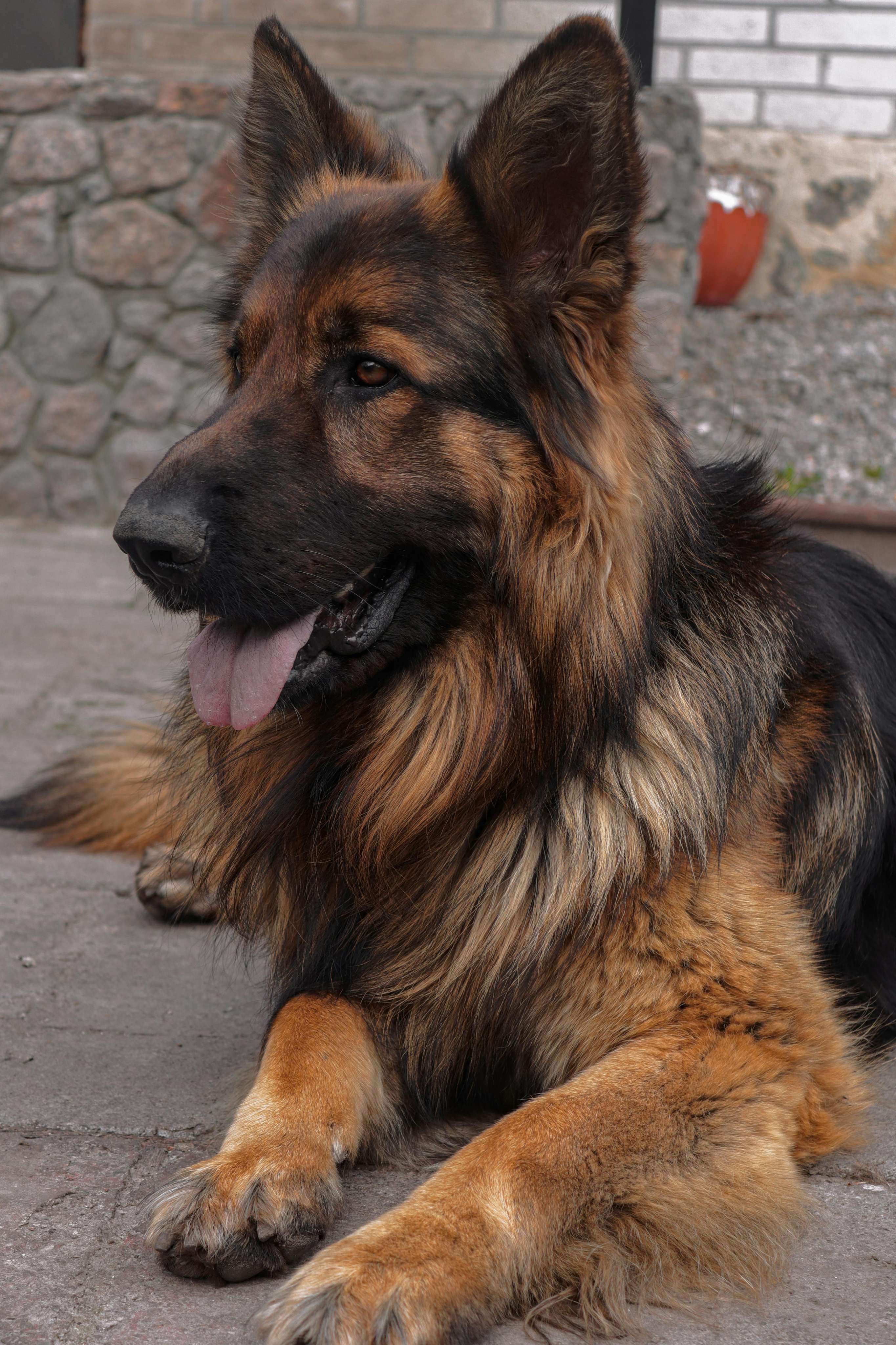 german shepherd & belgian malinois